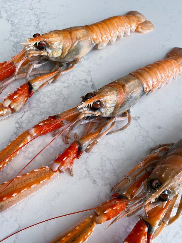 Best XXL Super-Frozen Norwegian Scampi (Langoustine), 1kg tray photos by Regalis Foods - item 2