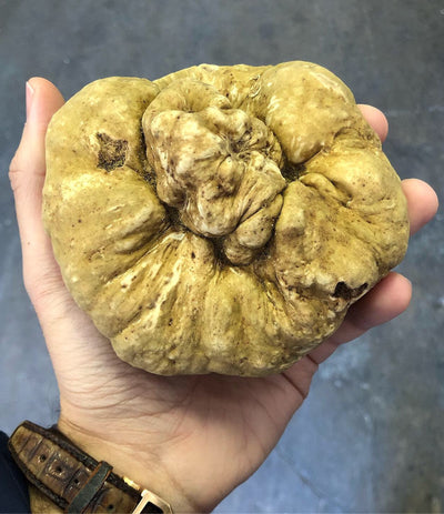 Best Fresh Winter White Truffles - Large Size photos by Regalis Foods - item 1