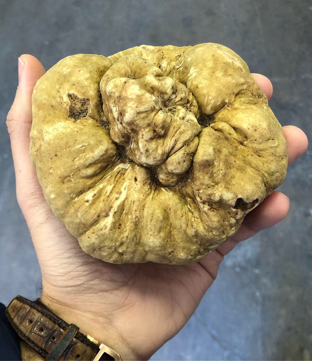 Best Fresh Winter White Truffles - Large Size photos by Regalis Foods - item 1
