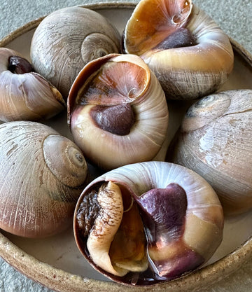 Best Atlantic Moon Snails (1 lb) photos by Regalis Foods - item 1