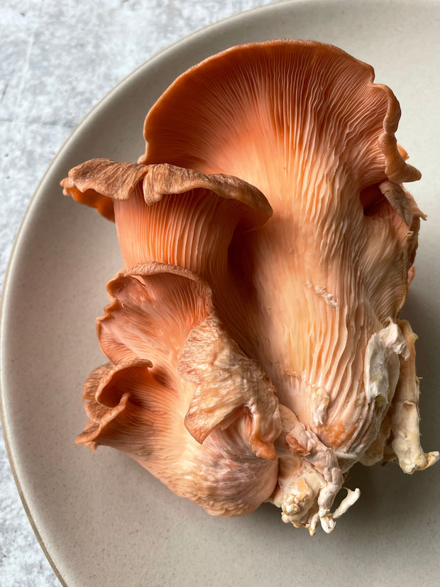 Best The Regalis Mixed Mushroom Box photos by Regalis Foods - item 3