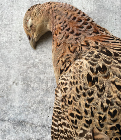 Best Ring Necked Pheasant, Full Plumage photos by Regalis Foods - item 1