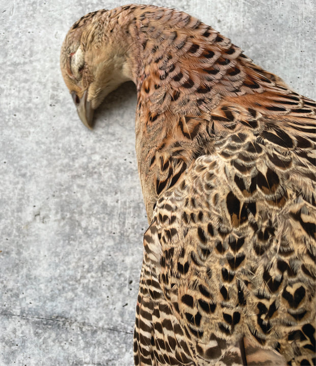 The Golden Pheasant - 10,000 Birds