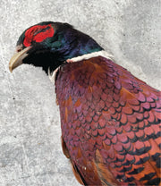 Ring Necked Pheasant, Full Plumage