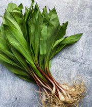 Fresh Wild Ramps