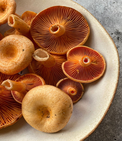 Best Saffron Milk Cap Mushrooms, 1lb photos by Regalis Foods - item 1