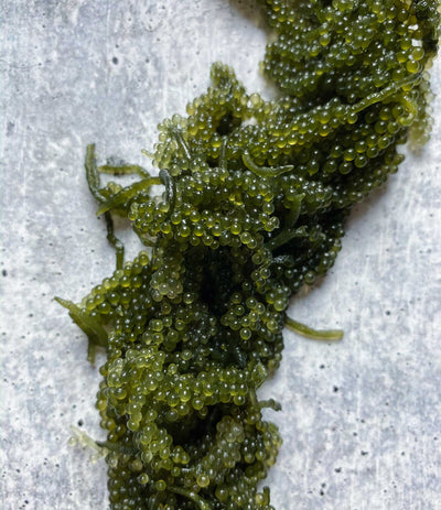 Best Fresh Umibudo, Seagrape, 100gr photos by Regalis Foods - item 1