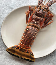 Florida Spiny Lobster, 1.5 lb avg