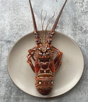 Florida Spiny Lobster, 1.5 lb avg