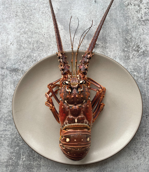 Best Florida Spiny Lobster, 1.5 lb avg photos by Regalis Foods - item 1