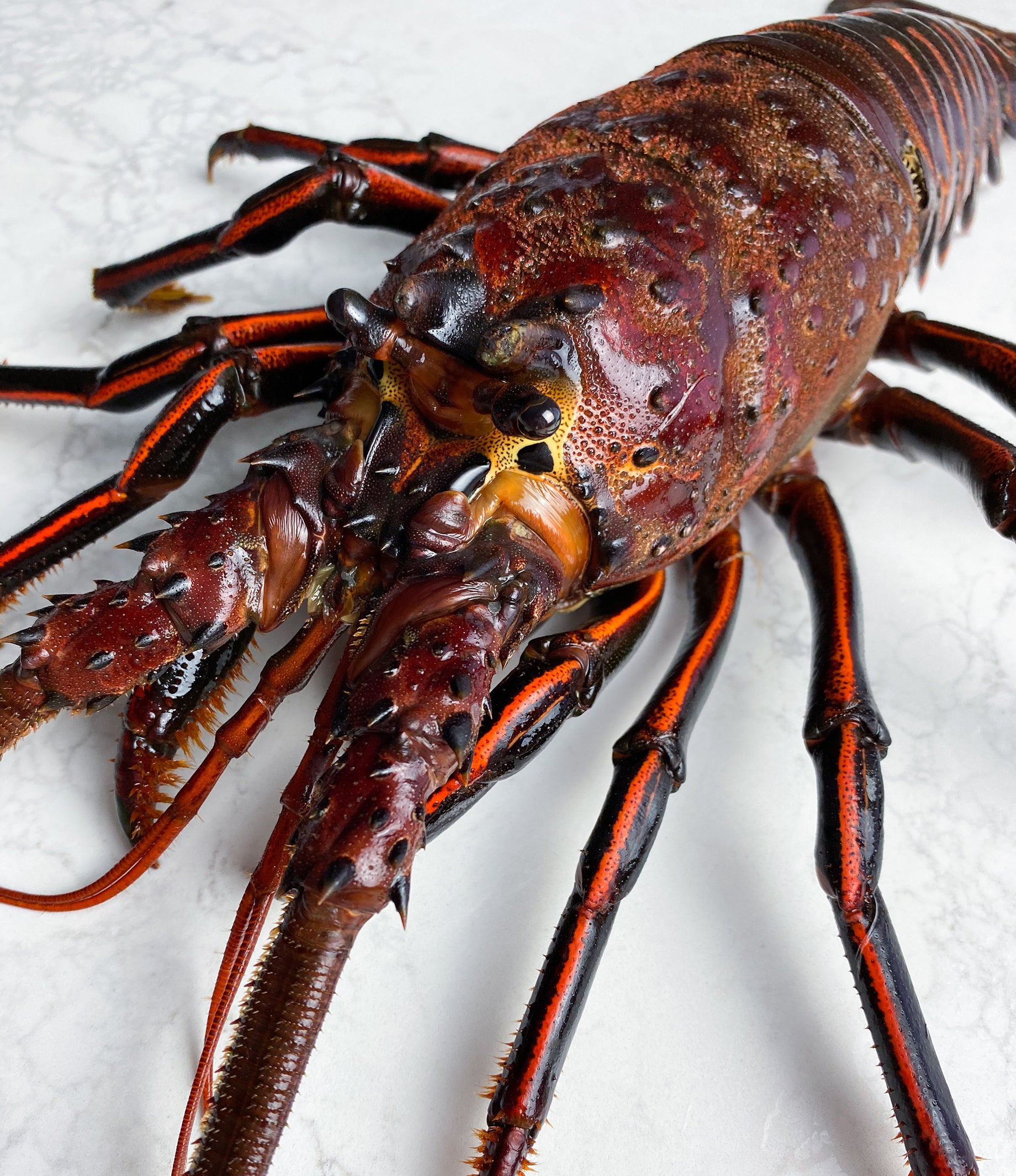 Live California Spiny Lobster, 1.25-1.5 lb. avg - Buy at Regalis Foods