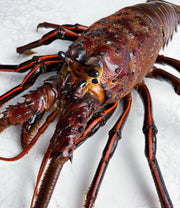 Live California Spiny Lobster, 1.25-1.5 lb. avg