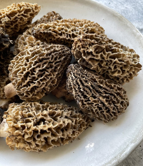Wild Pacific Northwest Morels Buy at Regalis Foods