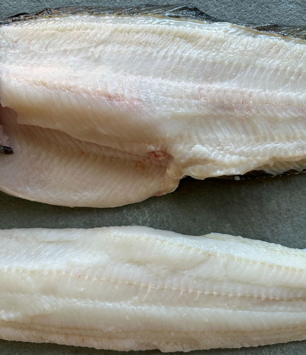 Arctic Spotted Wolffish