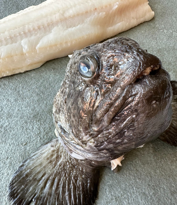 Arctic Spotted Wolffish
