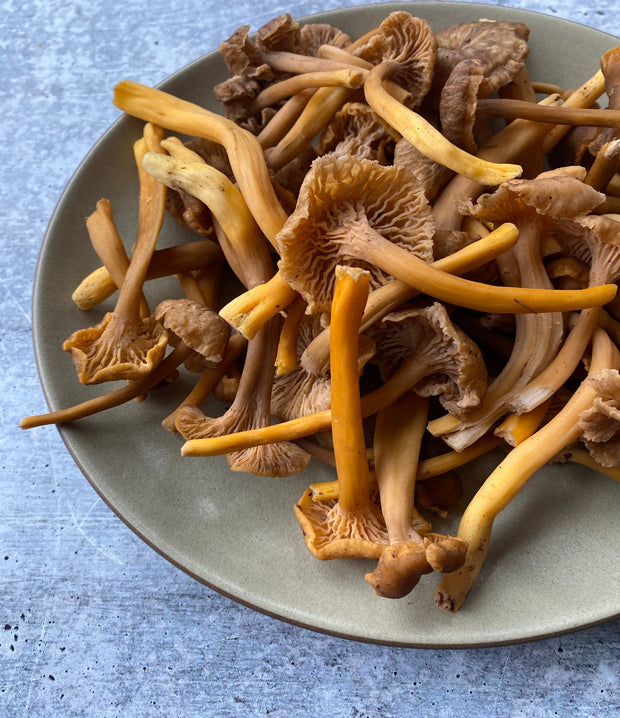 Best Wild Yellowfoot Chanterelles, 1 lb. photos by Regalis Foods - item 1